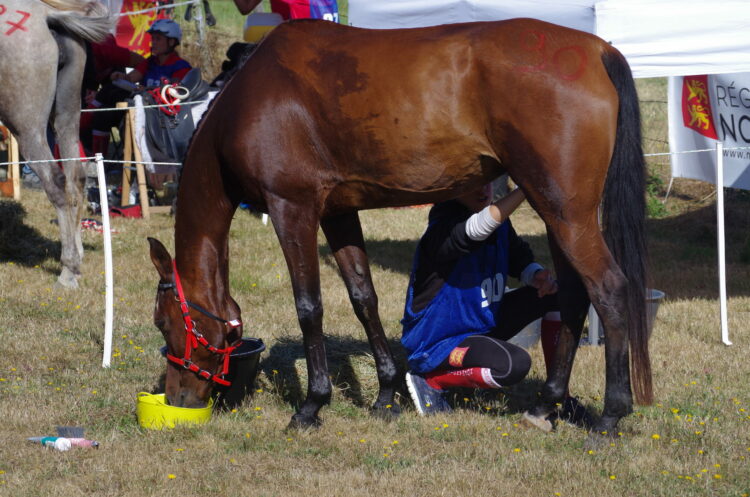 Soins du cheval d'endurance