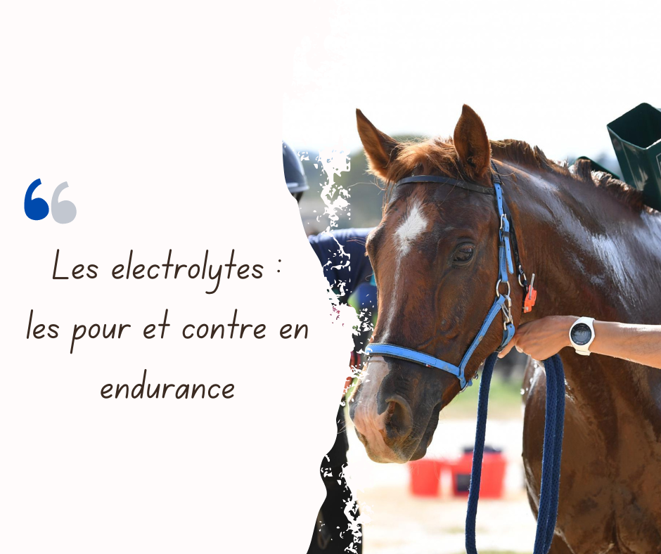 Les électrolytes en endurance équestre : pour ou contre l’utilisation ?